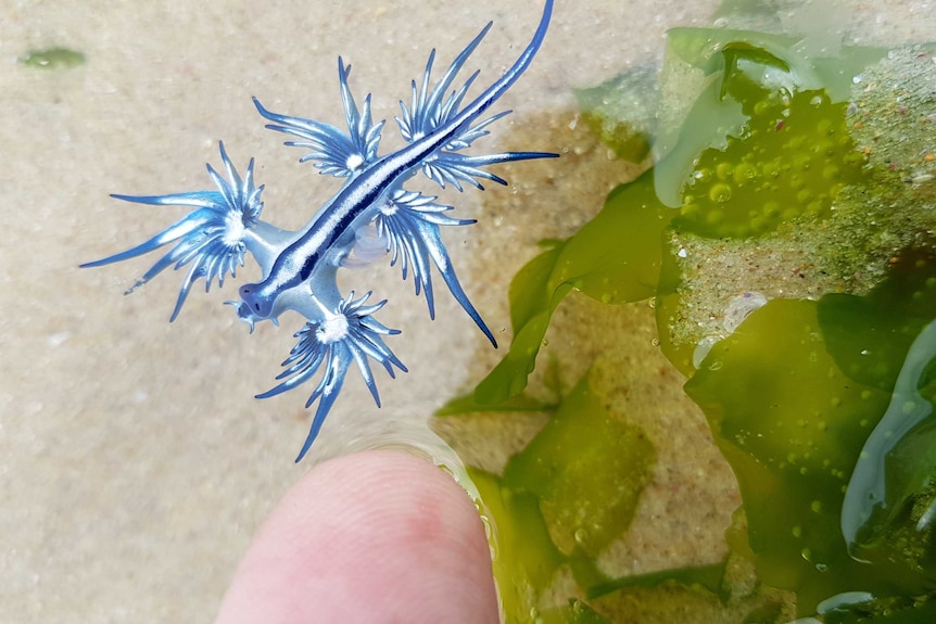 A blue nudibranch, next to a human finger tip.