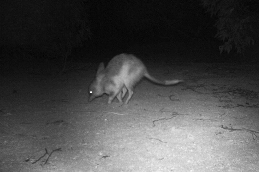 Nocturnal image of a bilby