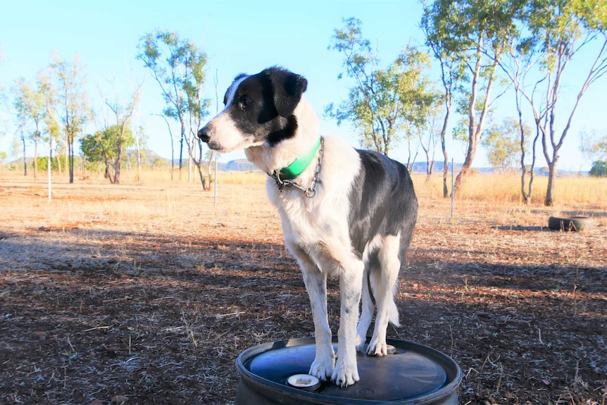 A border collie on a farm, standing in wait.