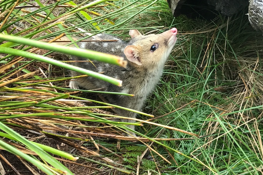 A small marsupial with brown fur and white spots looking up as it stands in grass