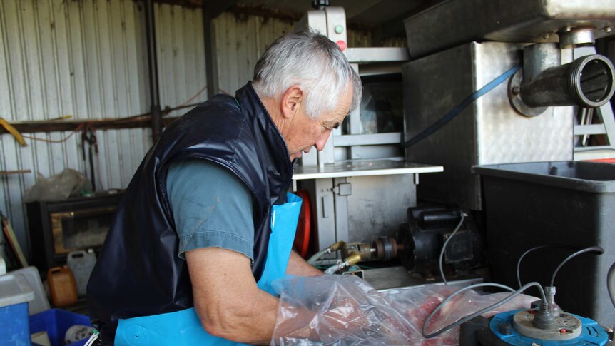A man wearing a blue butchering apron uses a tool to pump pickling fluid into a meat bag.