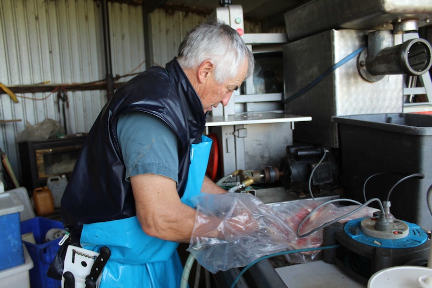 A man wearing a blue butchering apron uses a tool to pump pickling fluid into a meat bag.