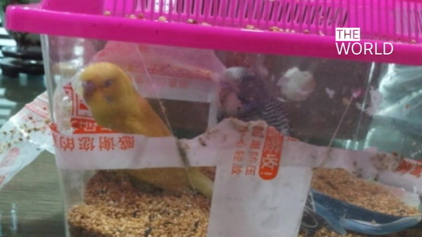 Footage from Chinese video sharing and e-commerce sites, showing how some animals are mailed.