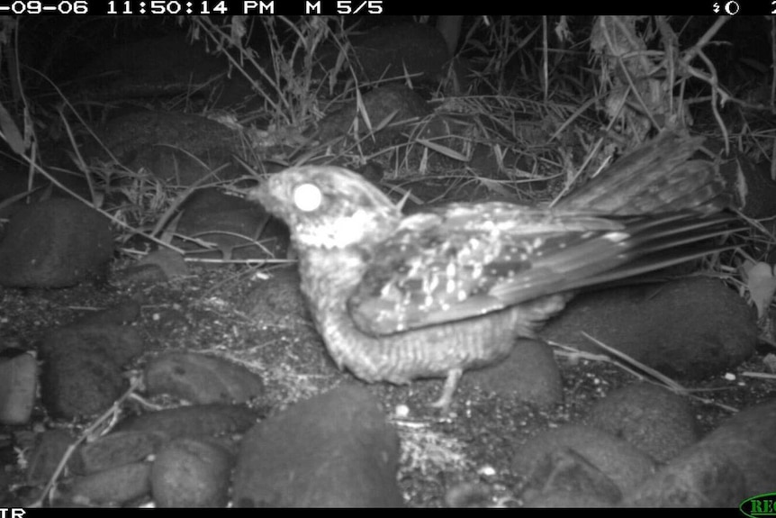 A Solomons nightjar