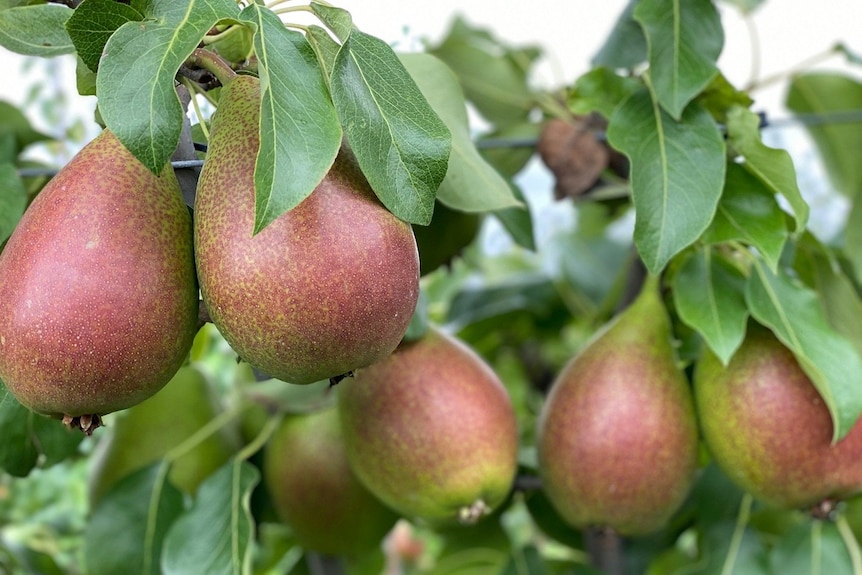 Some red-blush pears hanging on a tree.