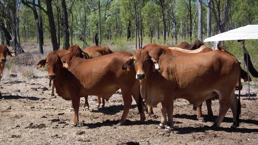 Healthy steers standing in a paddock in the rotation spelling treatment at Wambiana Station.