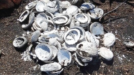 Abalone shells found at Fingal Bay