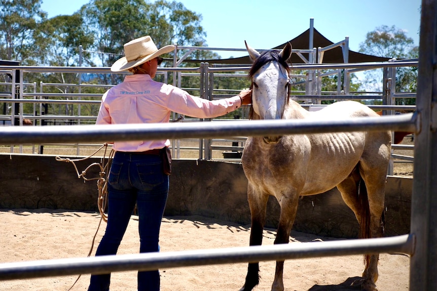 A woman touches a wild horse in a round pen.