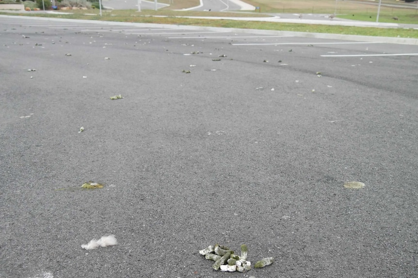 Goose poo in carpark