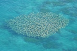 Fever of cownose rays