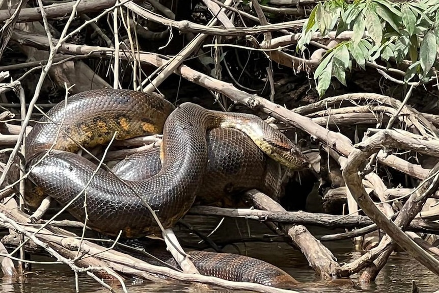 A giant snake curled up on a riverbank.