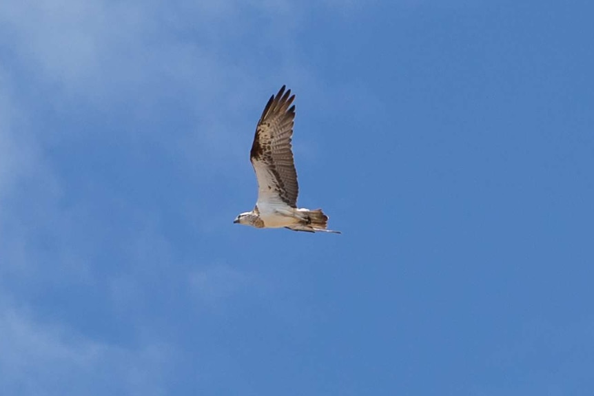A large osprey flies in the clear blue sky, wings outstretched.
