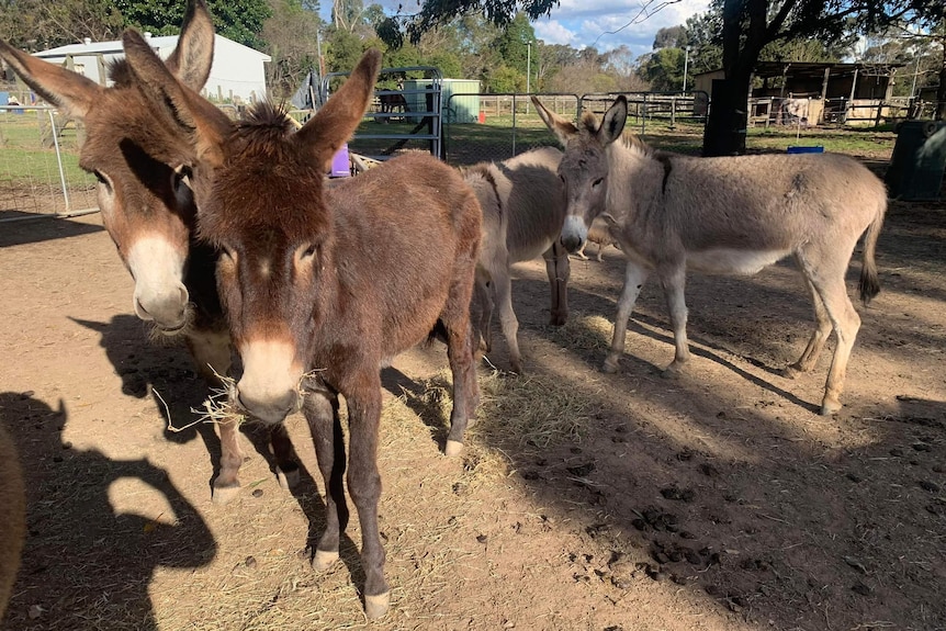 Four donkeys in a pen look toward the camera with their mouths full of hay. 