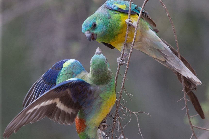 Two colourful parrots.