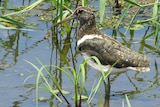 There have been several sightings of the endangered Australian Painted Snipe at the Hexham Swamp.