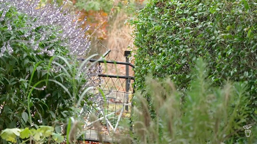 A rustic gate inside a cottage-style garden.