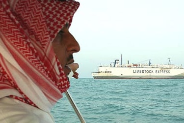 A man with a headscarf in the foreground, with a live export ship on the ocean in the background.