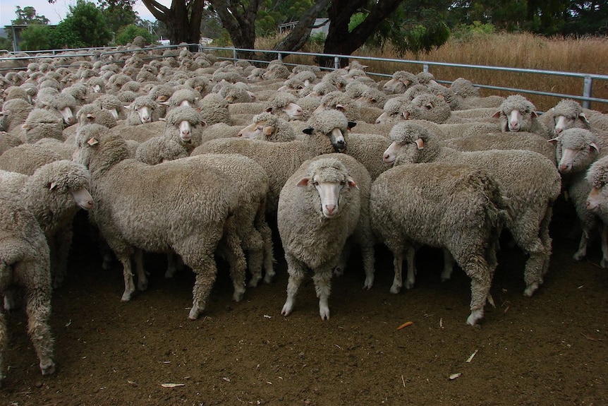 A flock of sheep stare at the camera