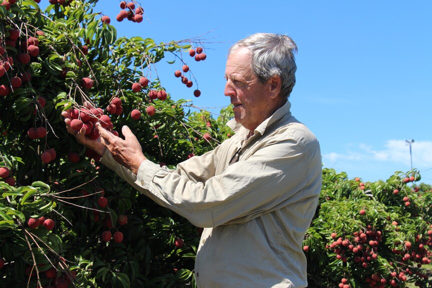 An older man with a weathered face and white hair reaches to a lychee tree to pick a bunch of the brightly coloured fruit