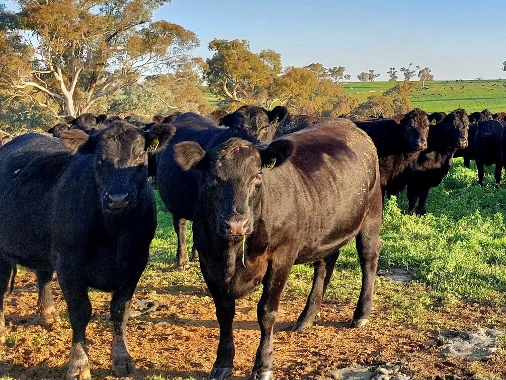 Beef prices have barely moved at the supermarket, frustrating farmers