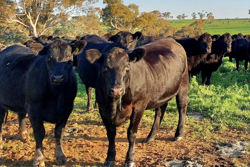 Black cattle in a paddock 