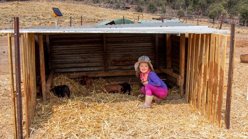 Madison Head patting pigs