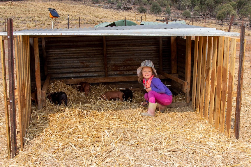 Madison Head patting pigs