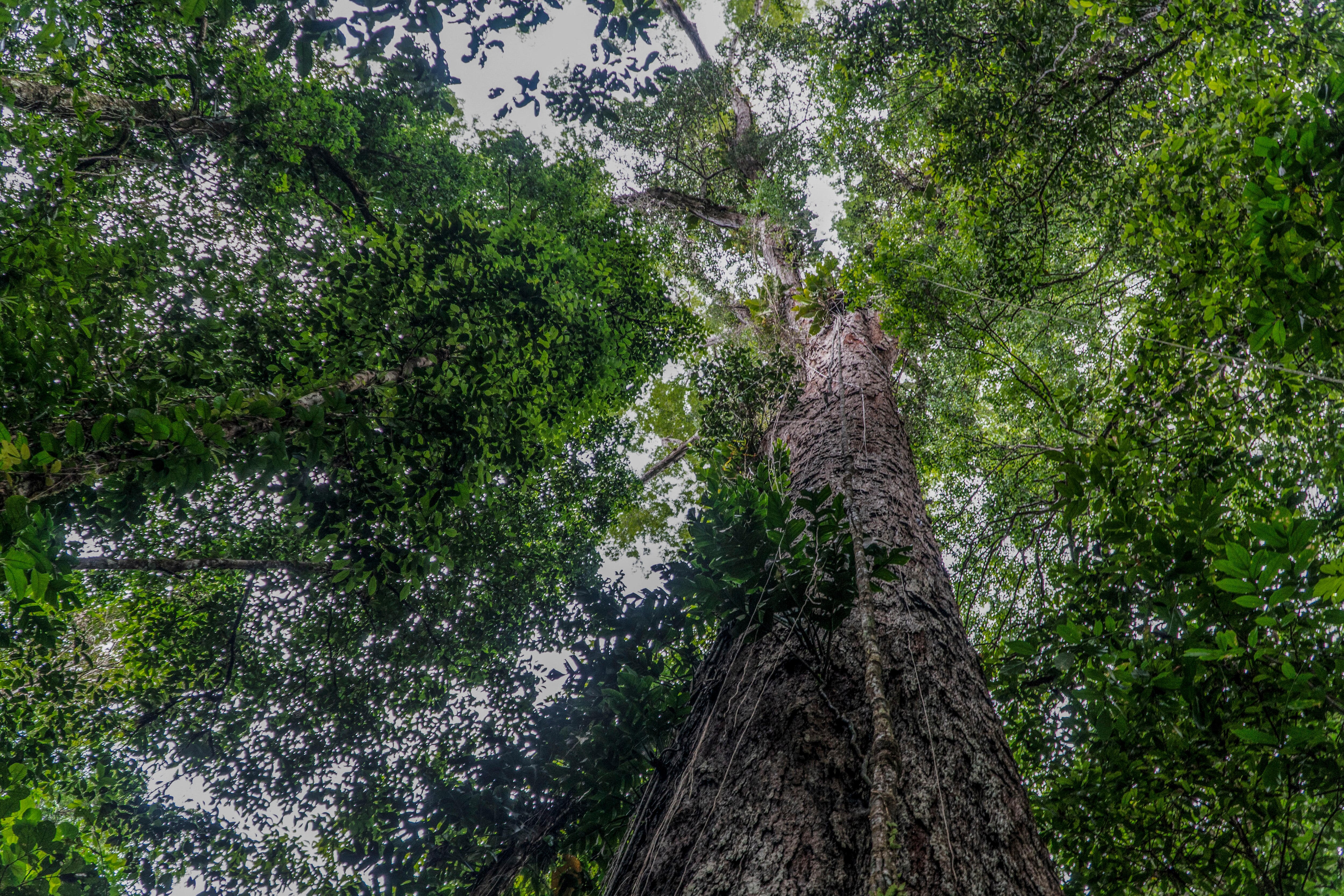 Tallest tree in Amazon rainforest reached by researchers after three