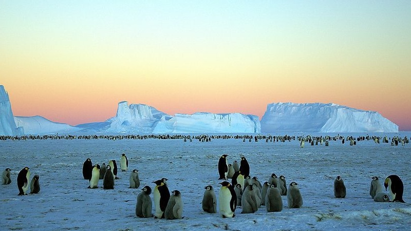 Penguins congregate near Wilkes Land, Antarctica