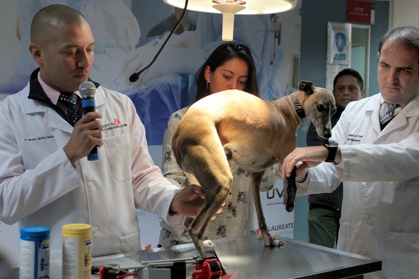 Specialists fit prosthetics to Romina the whippet.