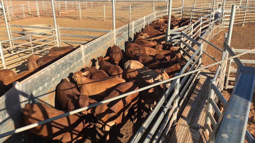 Cattle stand in a steel cattle run surrounded by pens and dirt