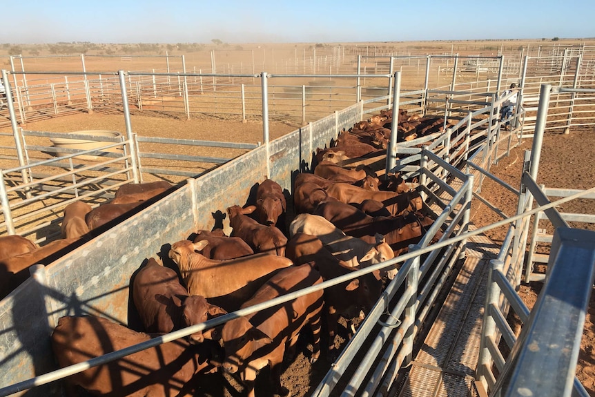 Cattle stand in a steel cattle run surrounded by pens and dirt