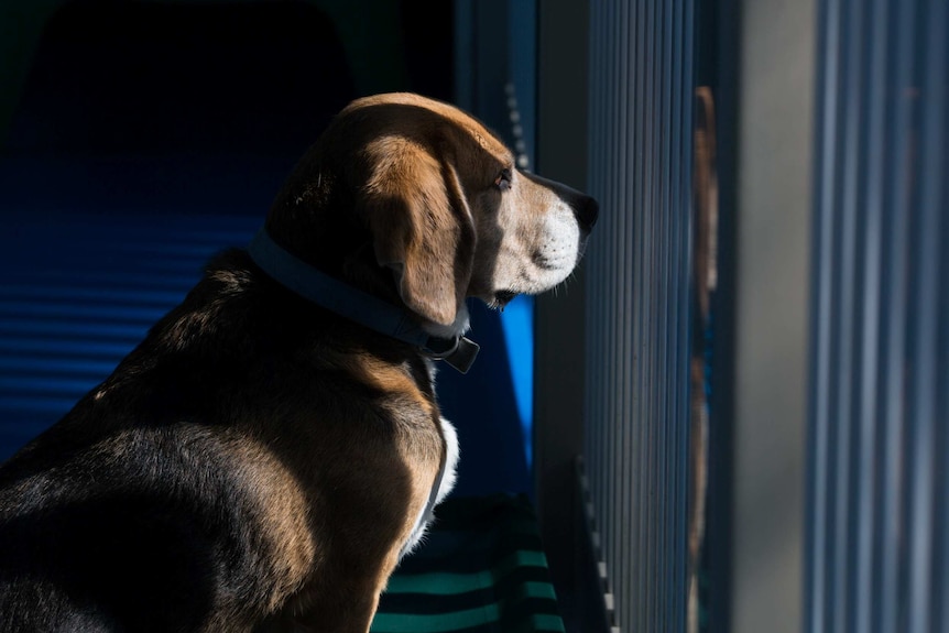 A Beagle sits in a slit of light, peering through the slats of a fence.