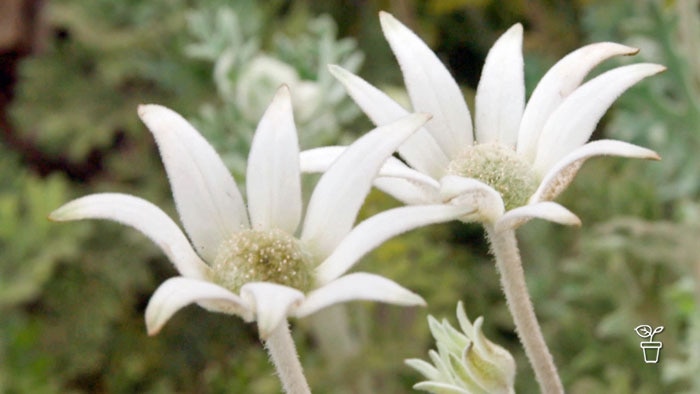 White flower with fuzzy leaves and pale green centre