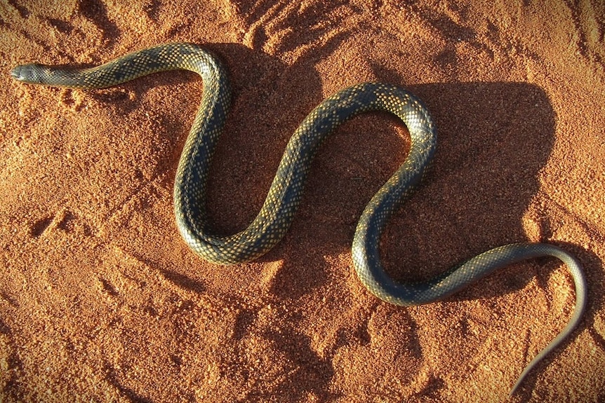 A dark snake on red dirt. 