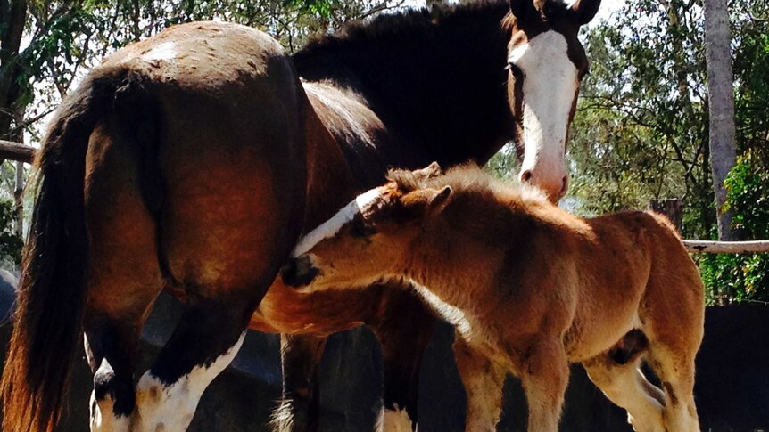 A clydesdale mare stands while her foal drinks milk.