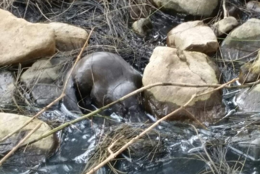 It's easiest to sport platypuses early in the morning and late in the afternoon