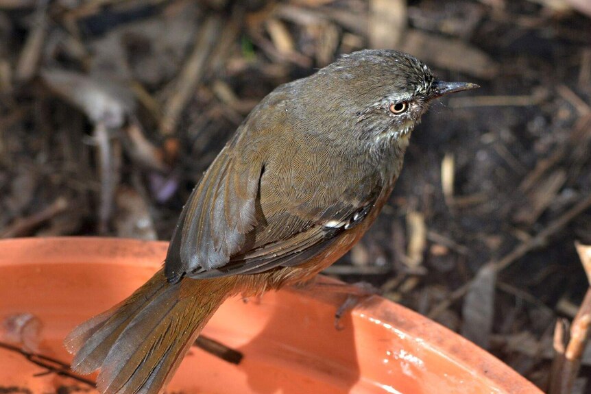 A white-browed Scrubwren sits on the edge of a birdbath