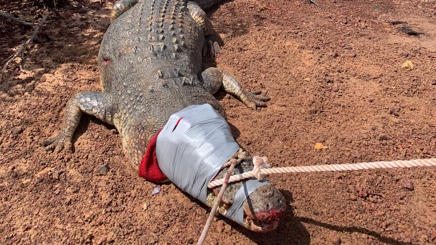 Several men stand behind a trussed crocodile on the Tiwi Islands.