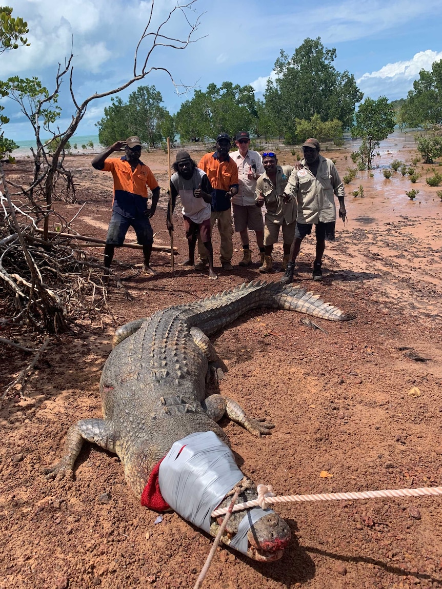 Several men stand behind a trussed crocodile on the Tiwi Islands.