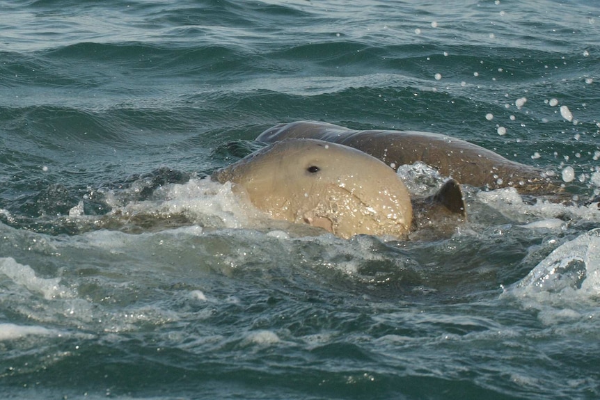 A snubfin dolphin playing off the NT coast.