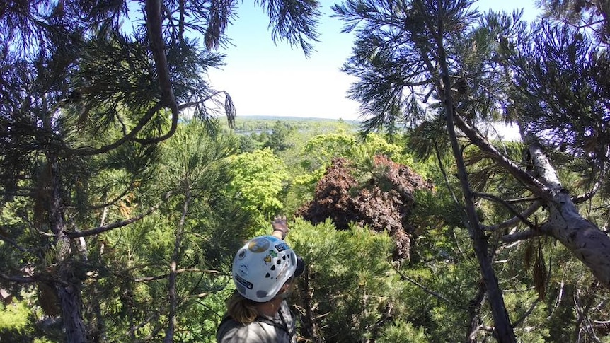A climber looks out over a forest from the top of a tree.