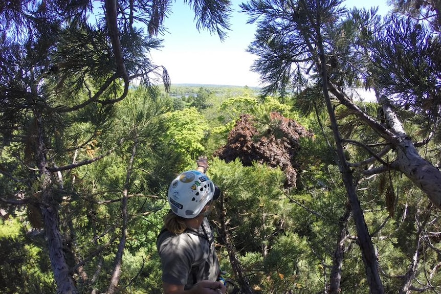 A climber looks out over a forest from the top of a tree.