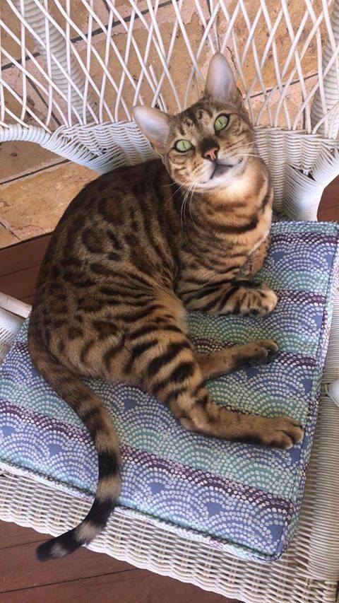 South Australian Pet Cat Tyga Accidentally Euthanased By Veterinary Clinic In Murraylands Abc News