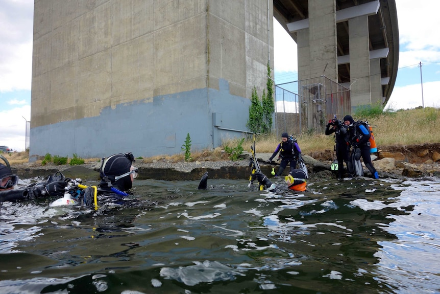Divers in the water under a large concrete bridge