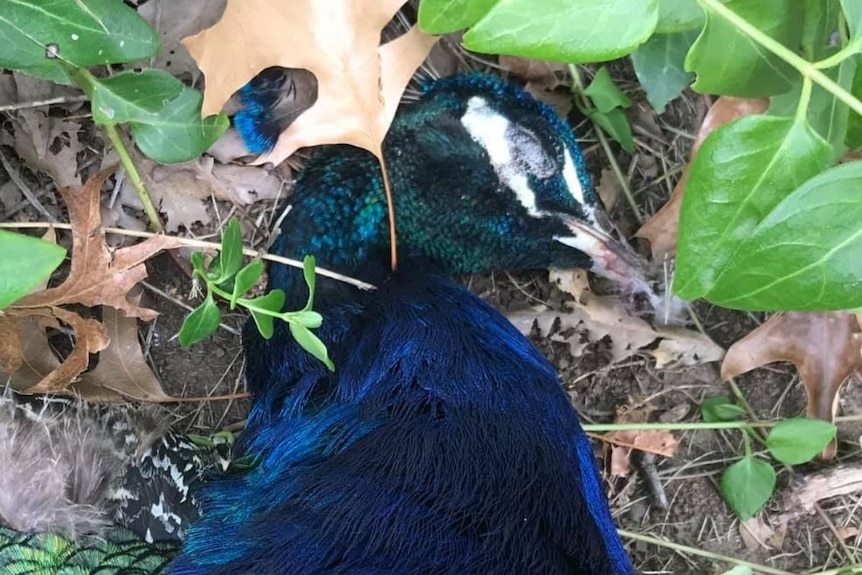A dead peacock lies among foliage.
