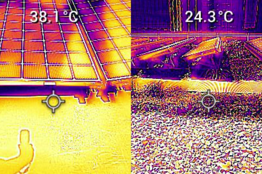 A split screen of thermal imaging showing one roof at 38.1C and the second roof at 24.3 degrees. 