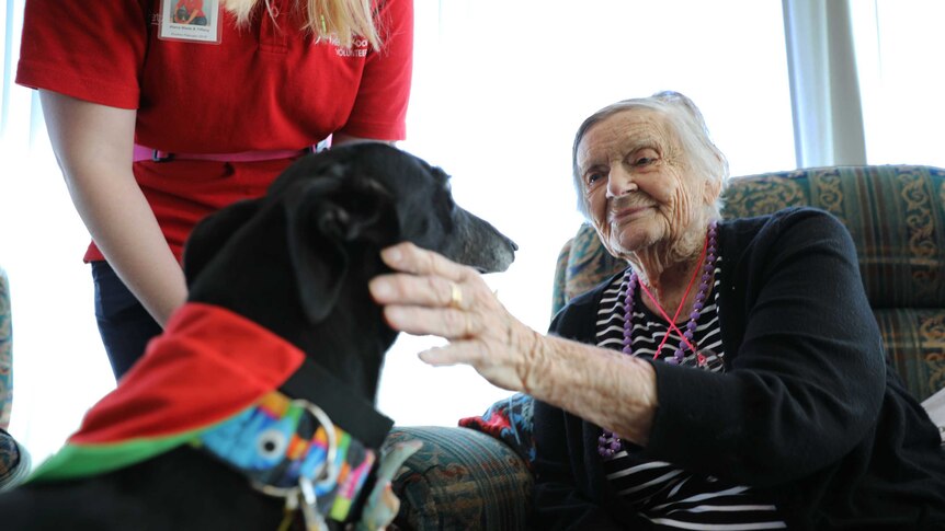 Tiffany the greyhound visits a woman at Jindalee Aged Care Residence.
