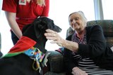 Tiffany the greyhound visits a woman at Jindalee Aged Care Residence.