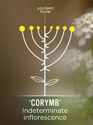 Corymb Image